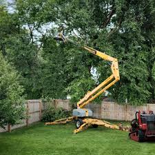 Reliable Ruckersville, VA Tree Care Solutions