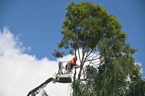 Lawn Watering Services in Ruckersville, VA