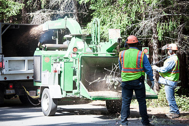 Tree and Shrub Care in Ruckersville, VA