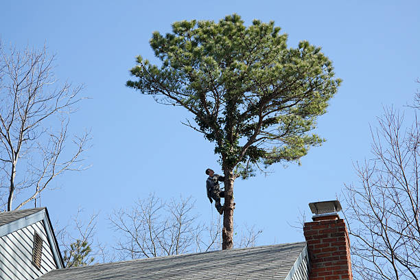 How Our Tree Care Process Works  in  Ruckersville, VA