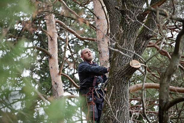 Best Tree Trimming and Pruning  in Ruckersville, VA